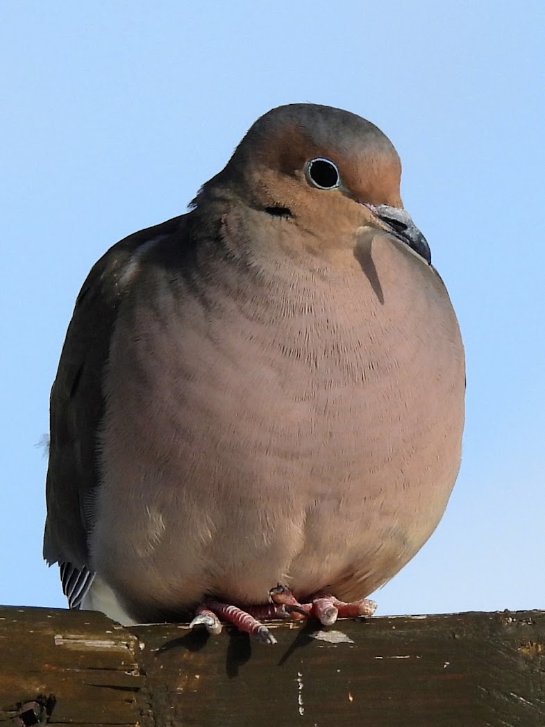 Portrait de Gontran, tourterelle triste perchée sur une poutre en bois